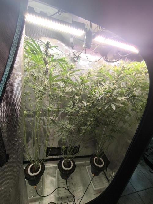 A new beginning - Strawberry Drip. Week 10