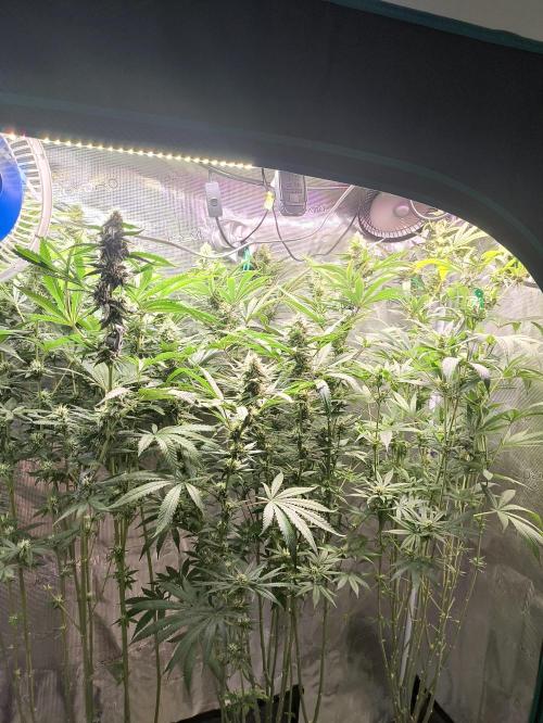A new beginning - Strawberry Drip. Week 11