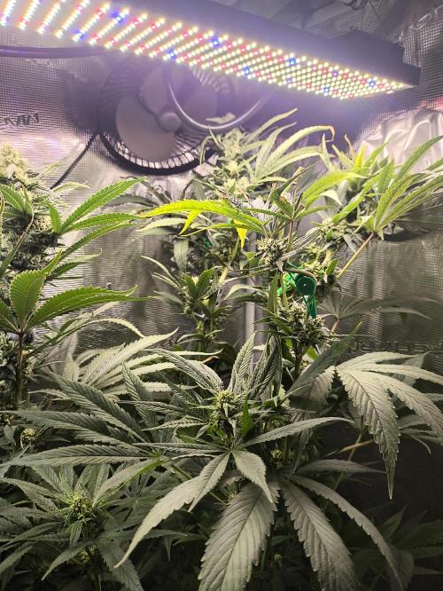 A new beginning - Strawberry Drip. Week 11