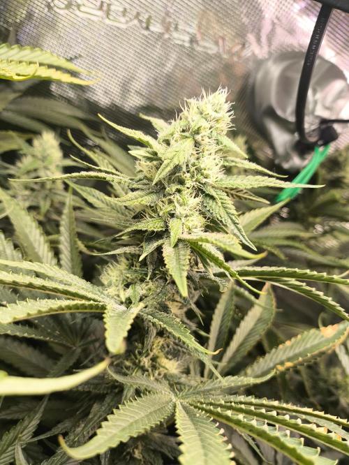 A new beginning - Strawberry Drip. Week 11