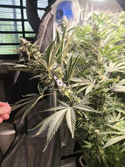 Strawberry Drip (Strawberry Guava x Garlic Drip). Week 11