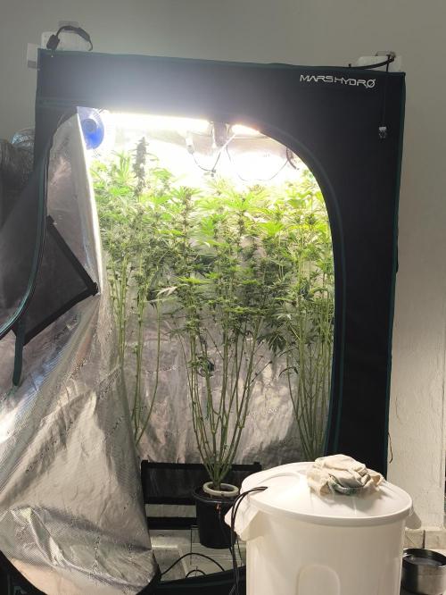 A new beginning - Strawberry Drip. Week 12