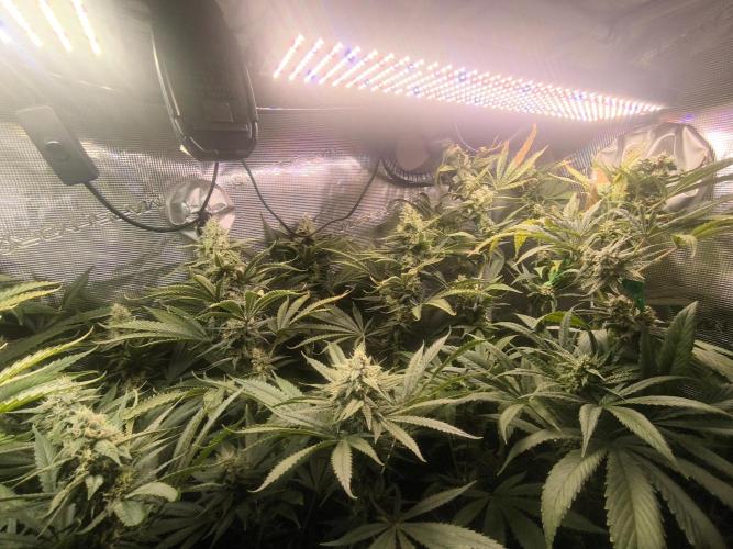 A new beginning - Strawberry Drip. Week 12