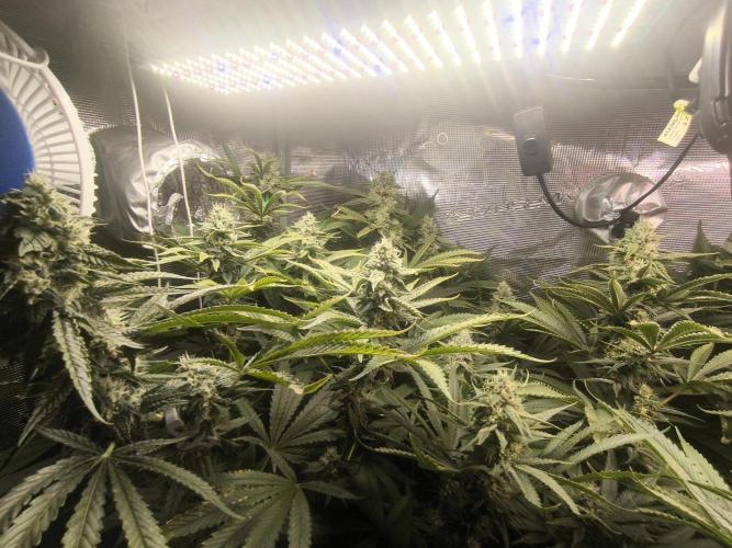 A new beginning - Strawberry Drip. Week 12