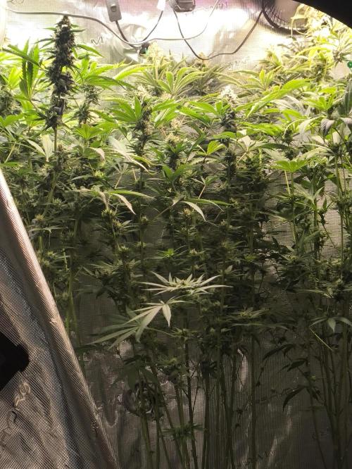 A new beginning - Strawberry Drip. Week 12
