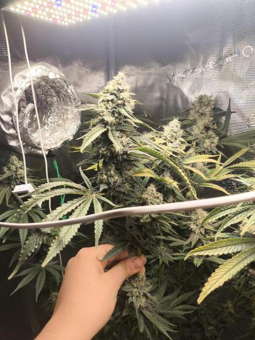A new beginning - Strawberry Drip. Week 13