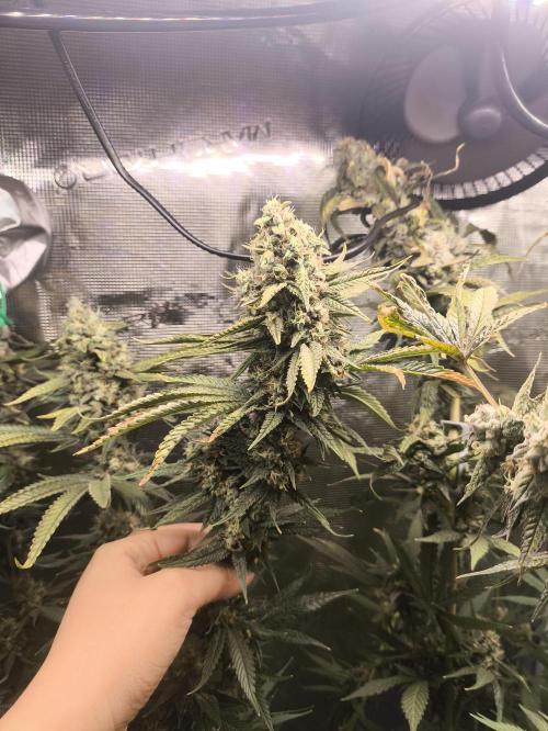 A new beginning - Strawberry Drip. Week 13