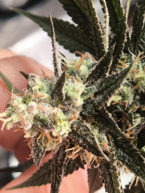 A new beginning - Strawberry Drip. Week 13