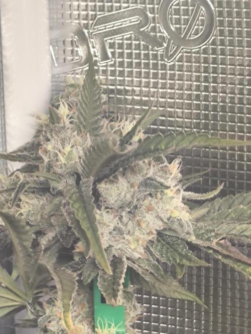 A new beginning - Strawberry Drip. Week 13