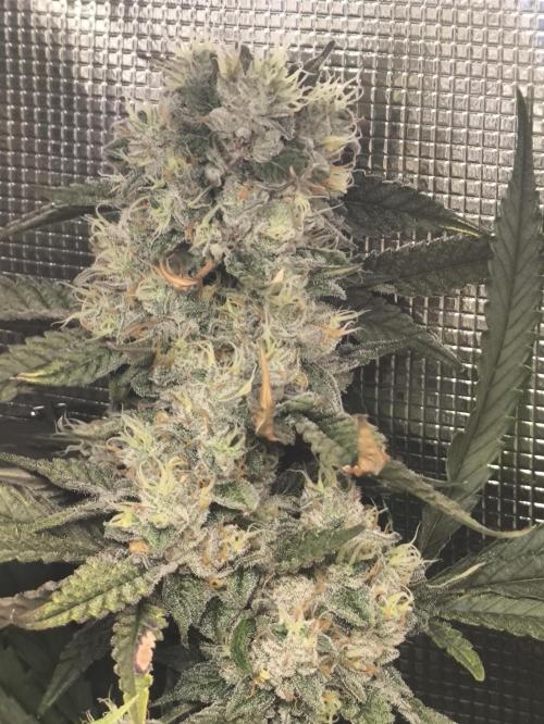 A new beginning - Strawberry Drip. Week 13