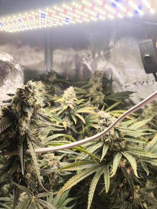 A new beginning - Strawberry Drip. Week 13