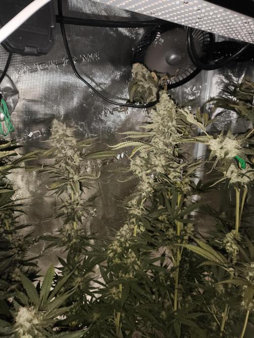 A new beginning - Strawberry Drip. Week 13
