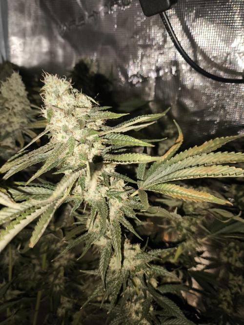 Strawberry Drip (Strawberry Guava x Garlic Drip). Week 13