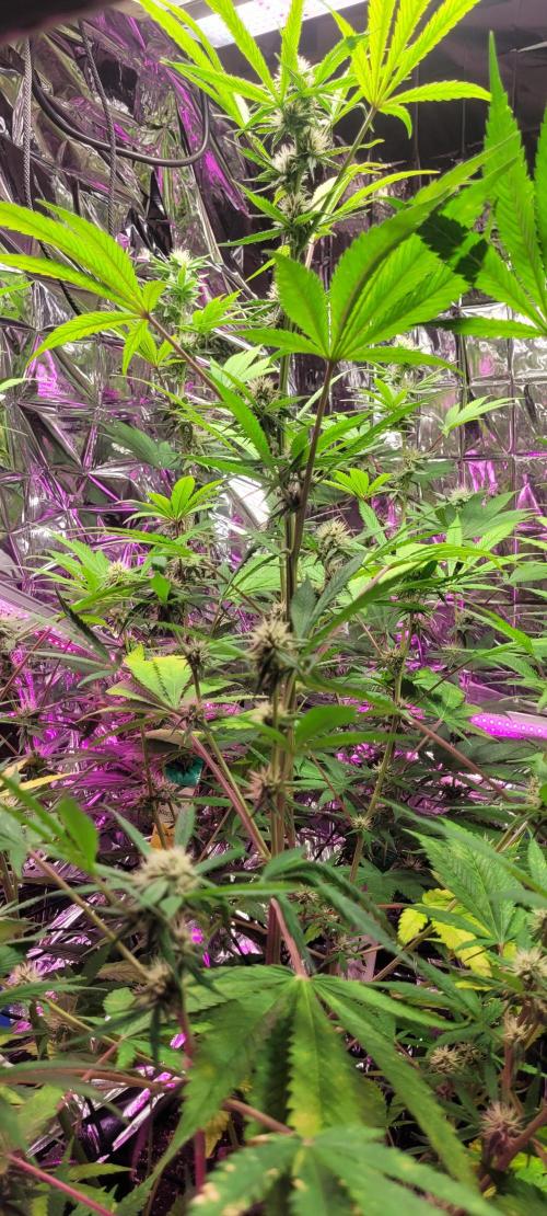 BioBandit's Passion. Week 4 - Lemon Cherry Cookies 
Von Fastbuds 