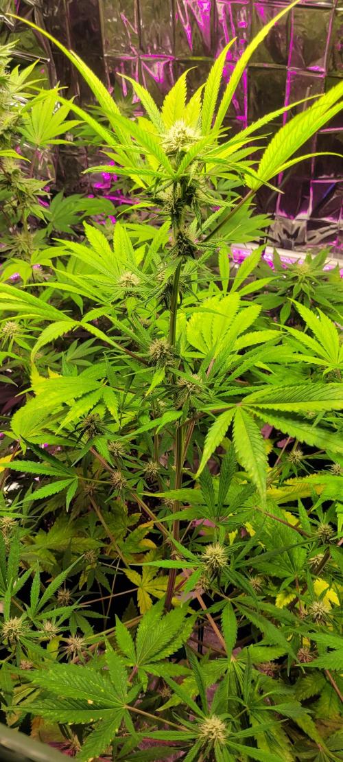 BioBandit's Passion. Week 4 - Lemon Cherry Cookies 
Von Fastbuds