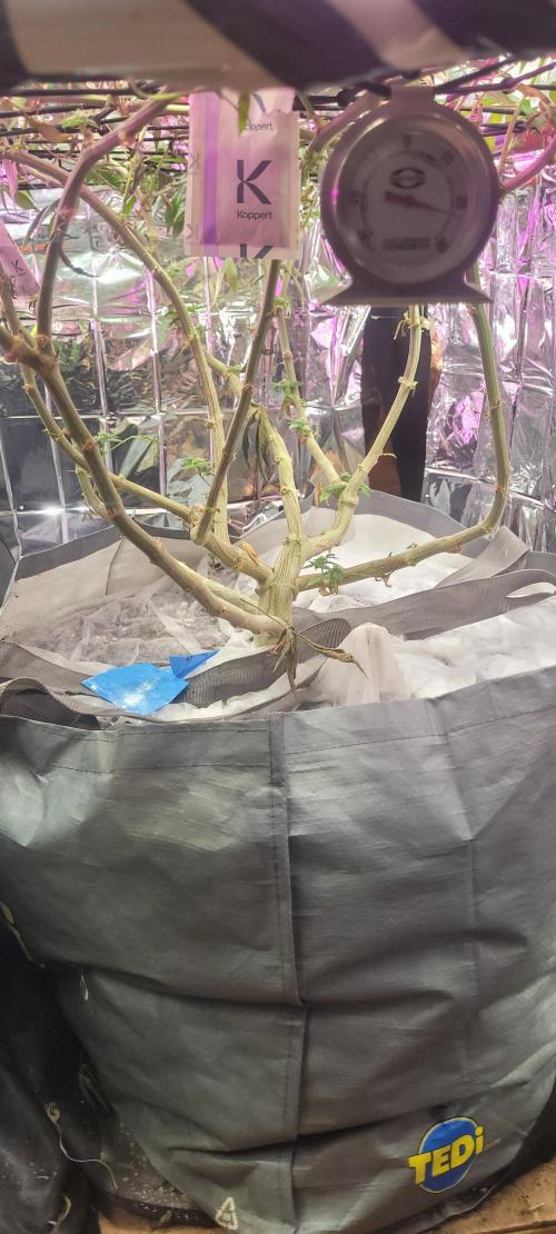 BioBandit's Passion. Week 4 - Super Boof 
Barney's Farm 