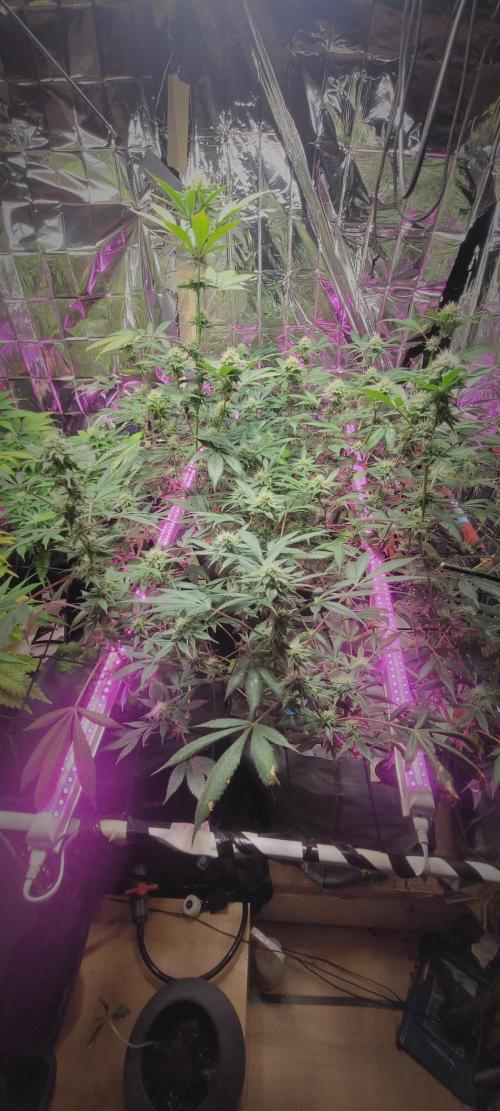 BioBandit's Passion. Week 4 - Super Boof 
