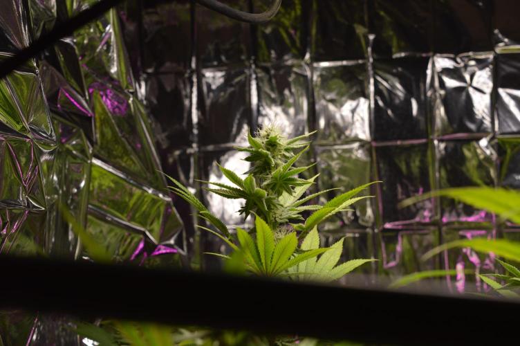 BioBandit's Passion. Week 5