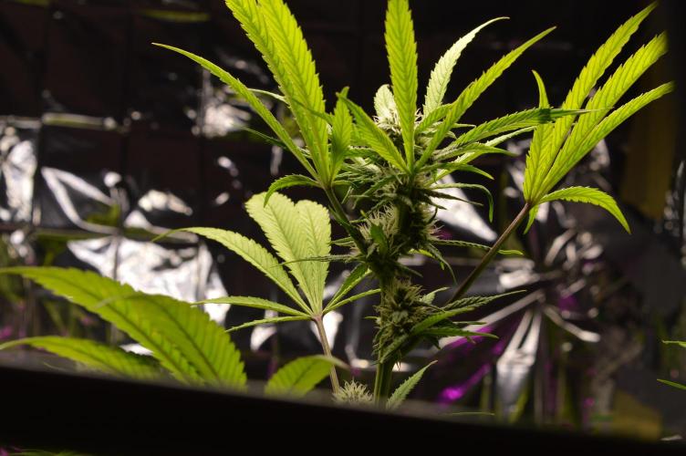 BioBandit's Passion. Week 5