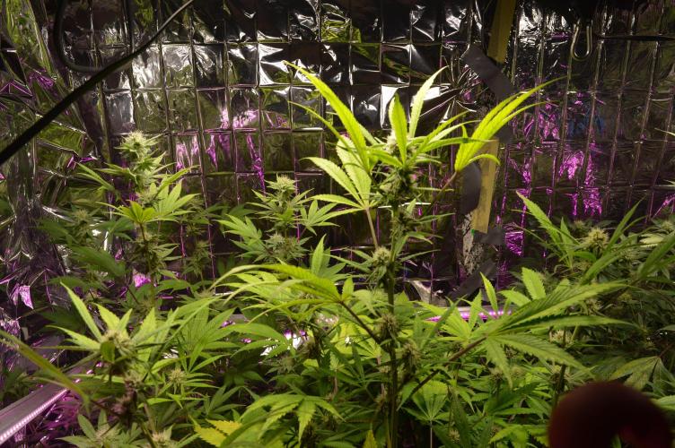 BioBandit's Passion. Week 5