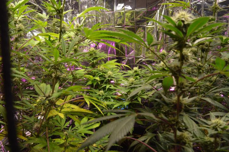 BioBandit's Passion. Week 5