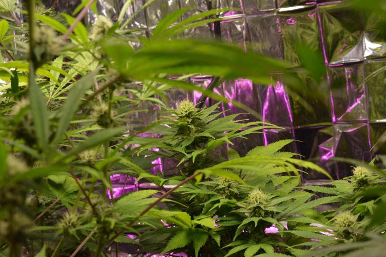 BioBandit's Passion. Week 5
