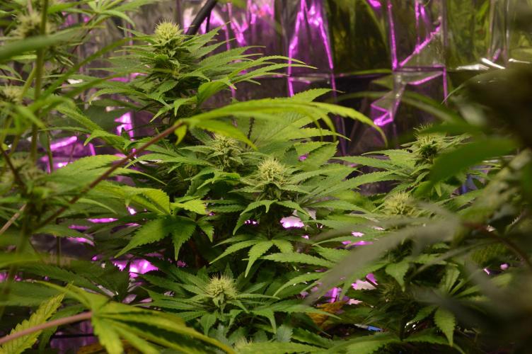 BioBandit's Passion. Week 5