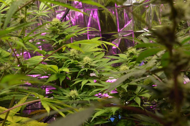 BioBandit's Passion. Week 5