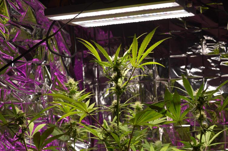 BioBandit's Passion. Week 5