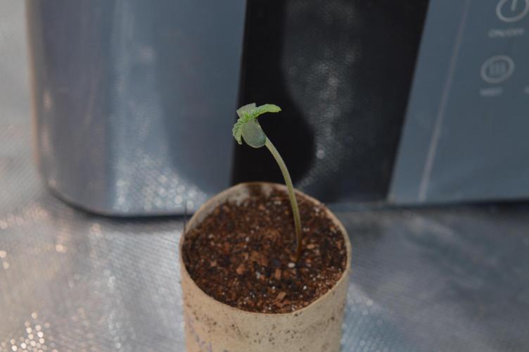 BioBandit's FastBuds Lemonpaya run. Week 0