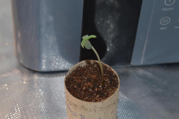 BioBandit's FastBuds Lemonpaya run. Week 0