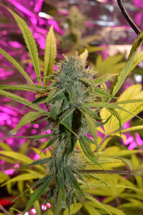BioBandit's Passion. Week 6 - Lemon Cherry Cookies Auto 
Nach Empfehlung versuche ich mal was anderes