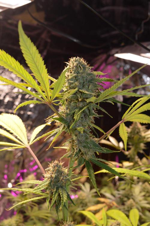 BioBandit's Passion. Week 6