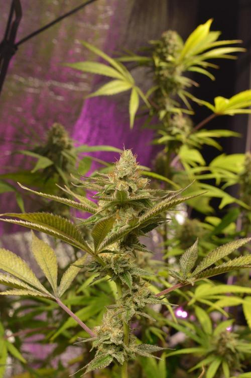 BioBandit's Passion. Week 6