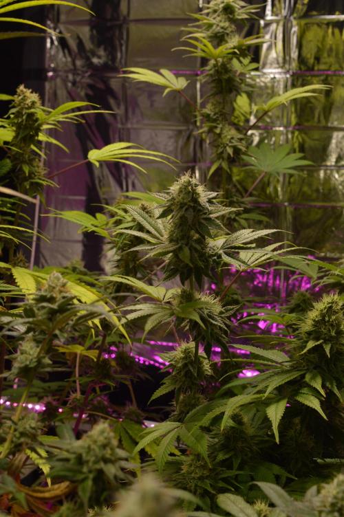 BioBandit's Passion. Week 6