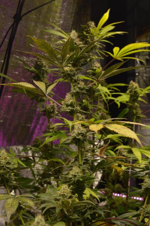 BioBandit's Passion. Week 6