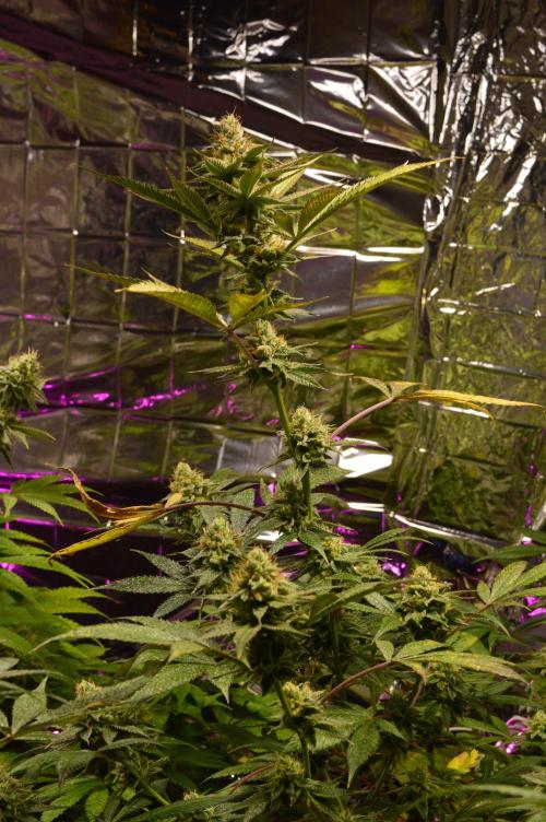 BioBandit's Passion. Week 6