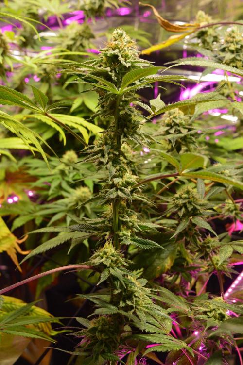 BioBandit's Passion. Week 6