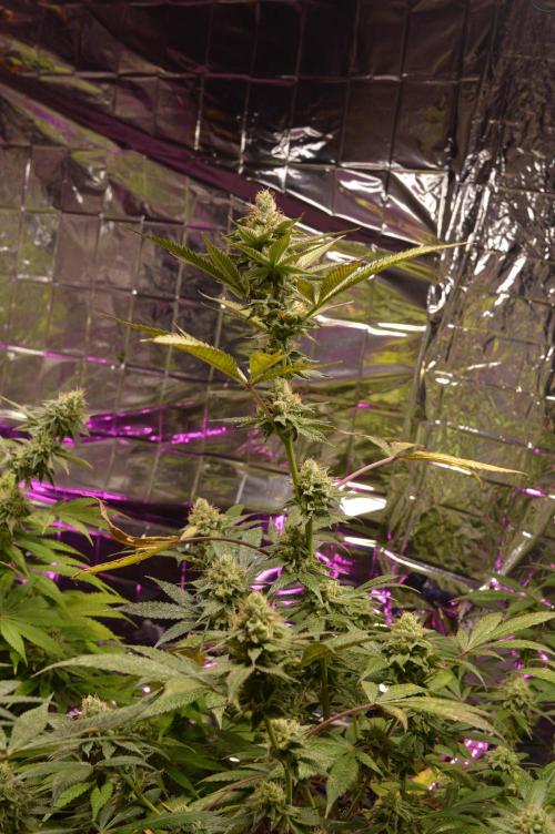BioBandit's Passion. Week 6