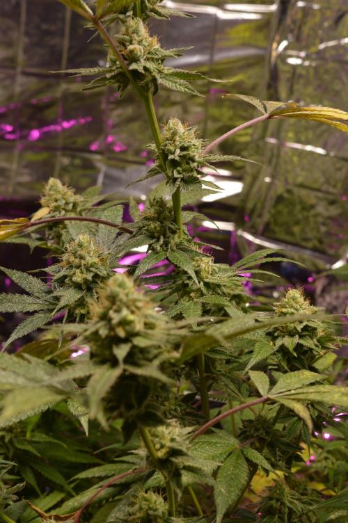 BioBandit's Passion. Week 6