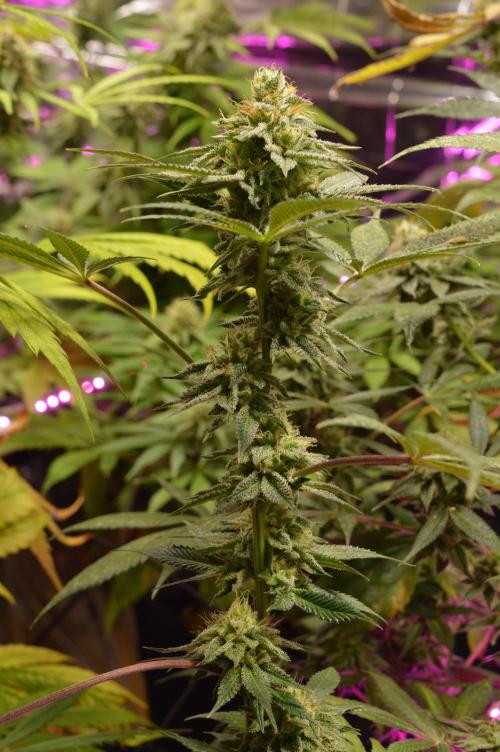 BioBandit's Passion. Week 6