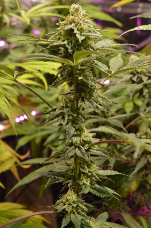 BioBandit's Passion. Week 6