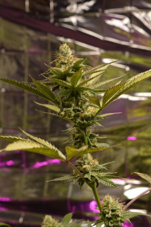 BioBandit's Passion. Week 6