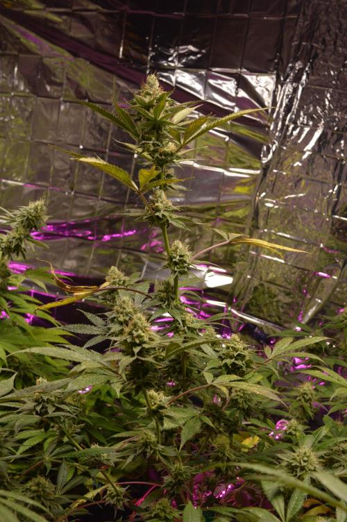 BioBandit's Passion. Week 6