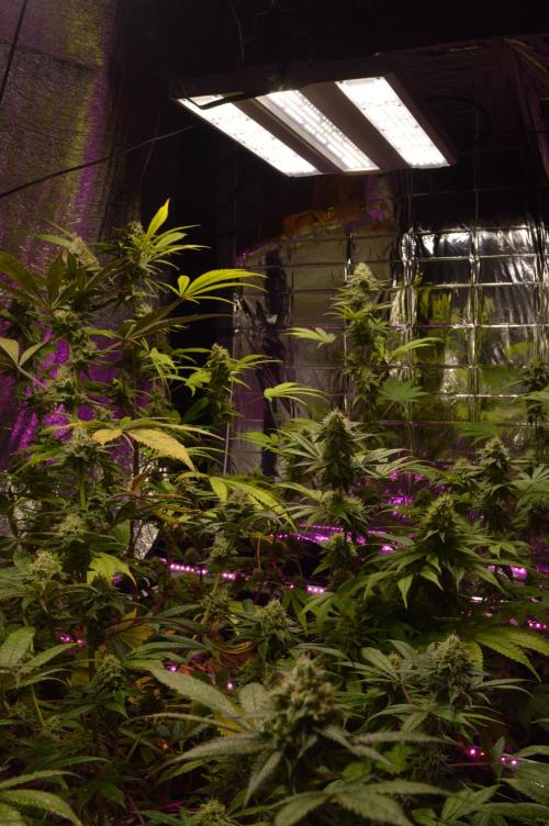 BioBandit's Passion. Week 6