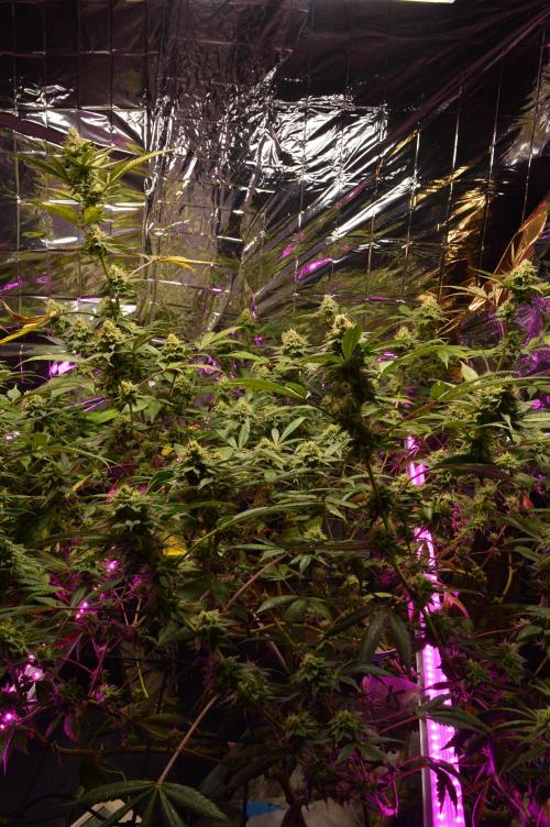 BioBandit's Passion. Week 6
