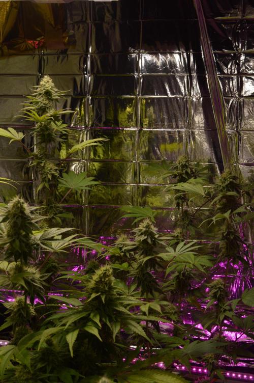 BioBandit's Passion. Week 6