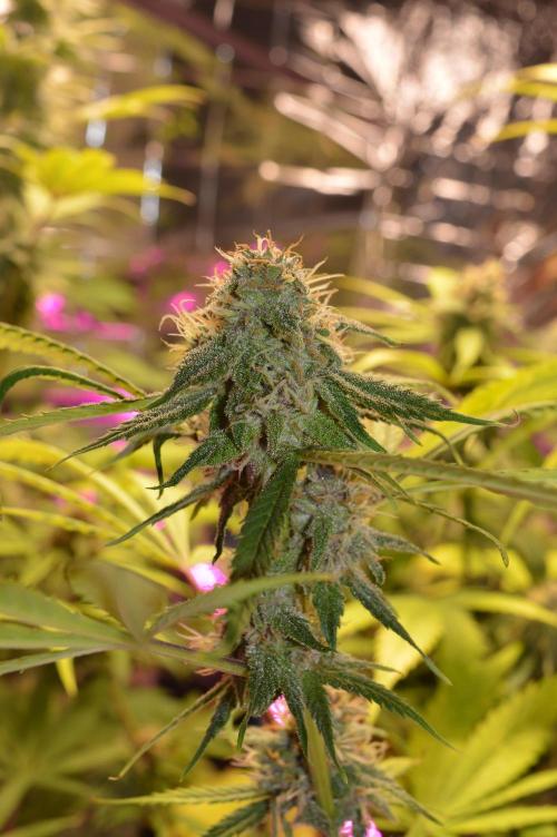 BioBandit's Passion. Week 6