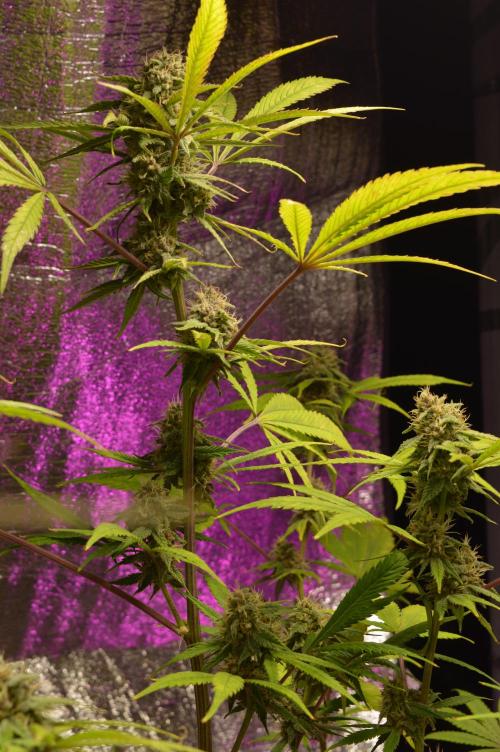 BioBandit's Passion. Week 6