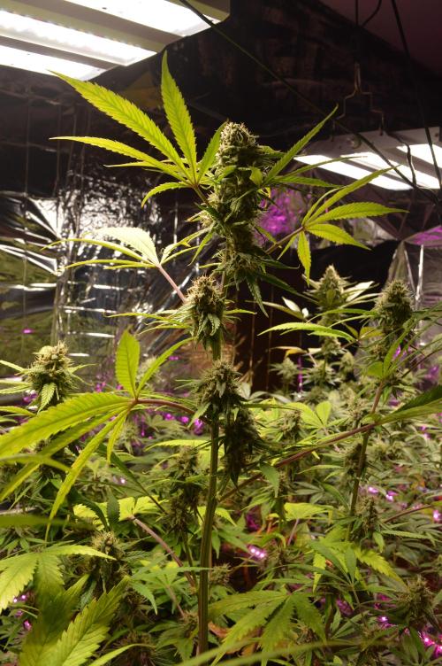 BioBandit's Passion. Week 6